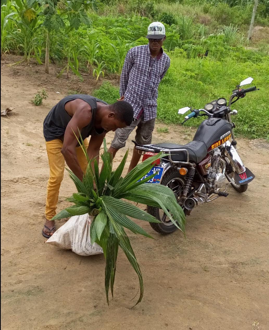 Coconut site in Akeve